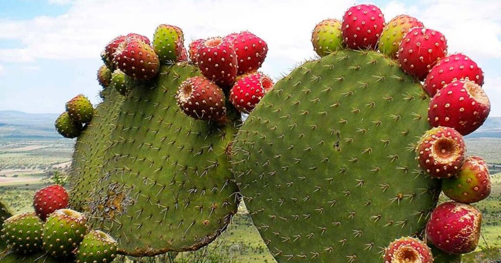 La tuna una fruta por descubrir y disfrutar