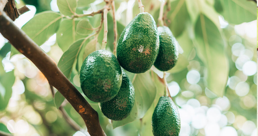 Todo sobre la palta y sus beneficios para la salud